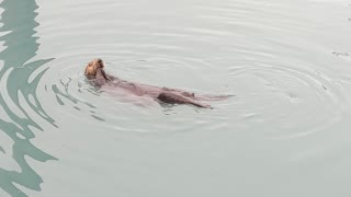 Sea Otter Having a Snack