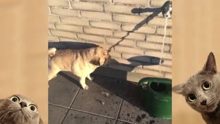 Funny DOGS videos compilation