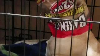 Dog Gets Caught Eating a Bag of Chips