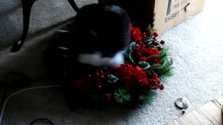Christmas Wreath Cat