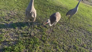 Hand feeding sandhill cranes