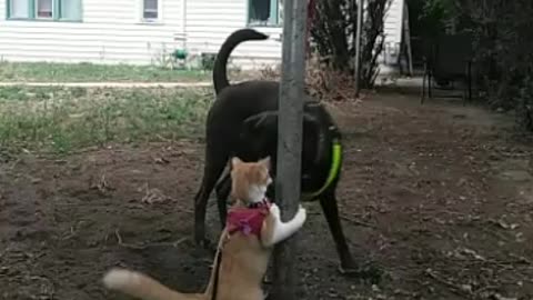 Kitty vs dog