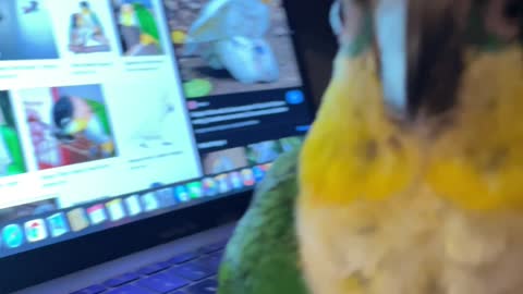 Parrot caught looking at bad birdie pictures on the computer