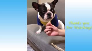 Pets And Animals Funny Compilation videos - Cute Pets