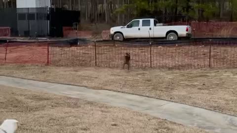 Bulldog runs full speed into a fence trying to chase a squirrel