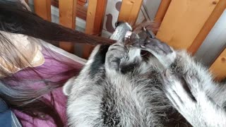Raccoon is grooming her sister's hair.