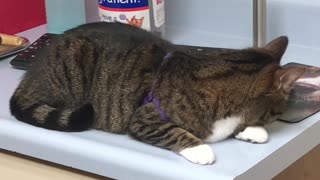 Cat Falls From Counter But Lands Safely