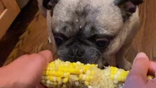 YUM!!! Our little puggy girl Melon loves corn.