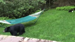 Mama Bear Brings Her Baby Cubs to Check Out Hammock