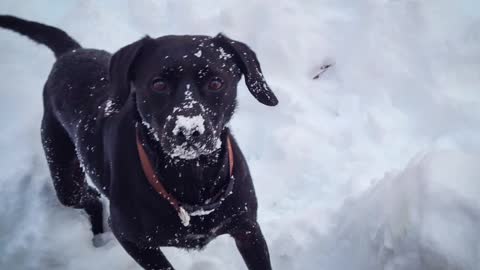 A Dogs Snow Fun!