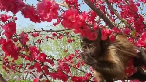 Cute little monkey picking flowers