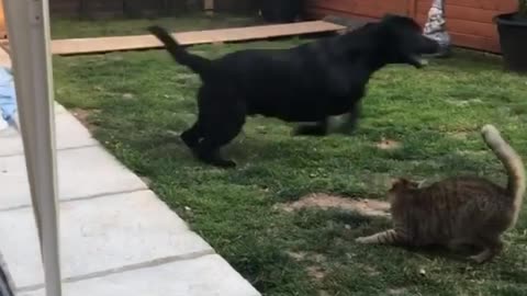 Cat and Dog Playing together