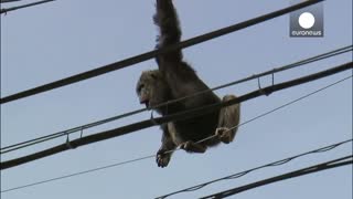Chimp escape primate swings from live power lines.