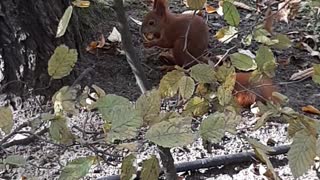 Cute hungry squirrel