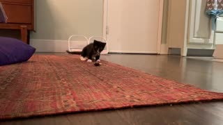 Kitten Hilariously Tried To Destroy Terrifying Feather