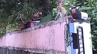 Monkey and cat fighting