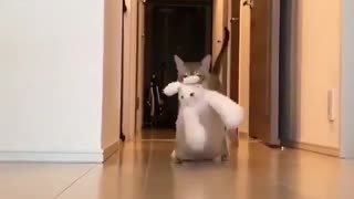 Cat walking funny