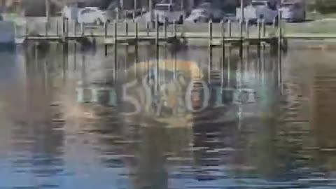 3 Manatees Playing in Siesta Key Canal