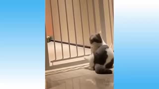 Adorable Pets Play With One Another