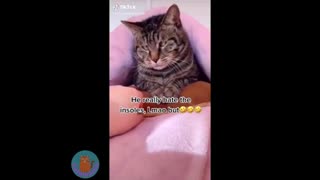 Funny cats 2021 funny cat video
