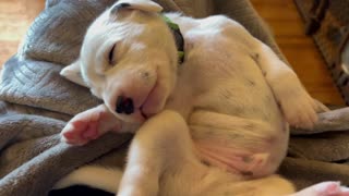 Dreaming Dalmatian Puppy Will Definitely Brighten Your Day