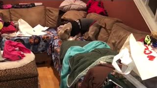 Ecstatic dog can't contain happiness for gift box