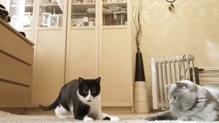 Very Cute Cats playing