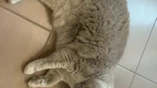 Cat does exercises
