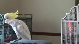 Bird madness when hearing music