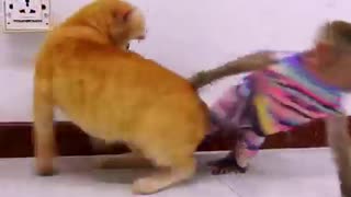 funny monkey and cat