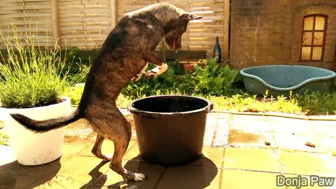 Dog having way too much fun with bucket of water
