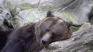 Brown Bear Lazying Around