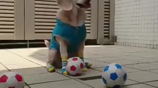 Playful Puppy -2021