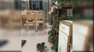 The Crazy Cat Video