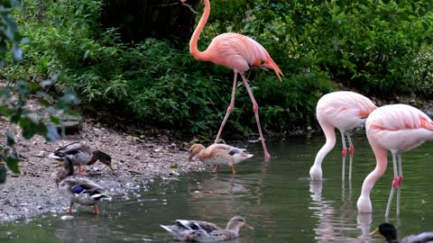 What is special about a flamingo