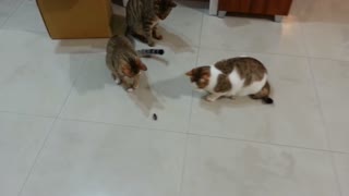 Cat baby found cockroach fight