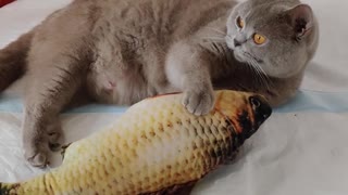 Watch what my cat does with this fish
