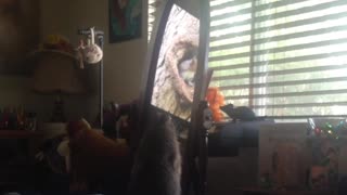 Prairie Dog watches viral video of squirrels through the mirror