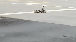 Officer Helping Duck Family Cross a Busy Road