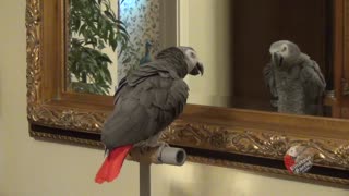 Talking parrot has full blown conversation with reflection