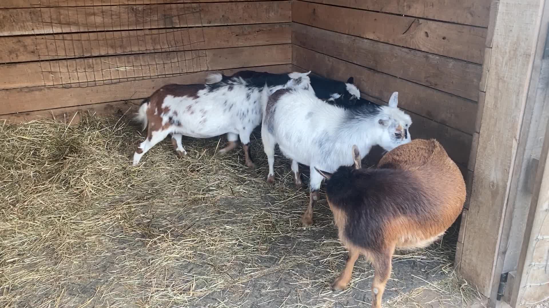 Goats Licking Salt 06.2020
