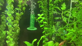 Live aquarium plants