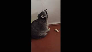 Raccoon and a banana