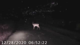 Deer 1: A Short Video About a Deer