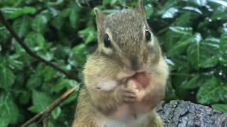 Chipmunk Loves His Cup Of Hazelnuts