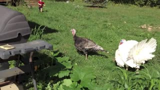 Rooster Attack