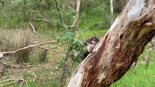 Koala Carries Joey on Treetop Climb