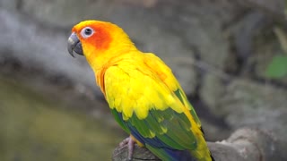Beautiful Yellow Parrot