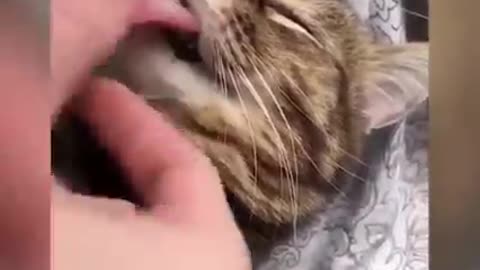 Funny Cats Videos 😂