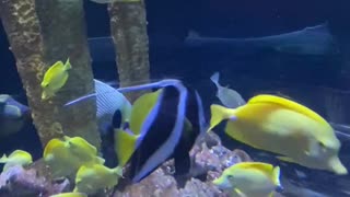 Blue fish beautiful fish in Tampa aquarium